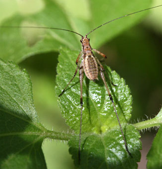 Phaneroptera sparsa