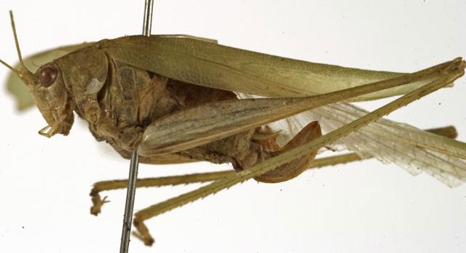 Phaneroptera sparsa