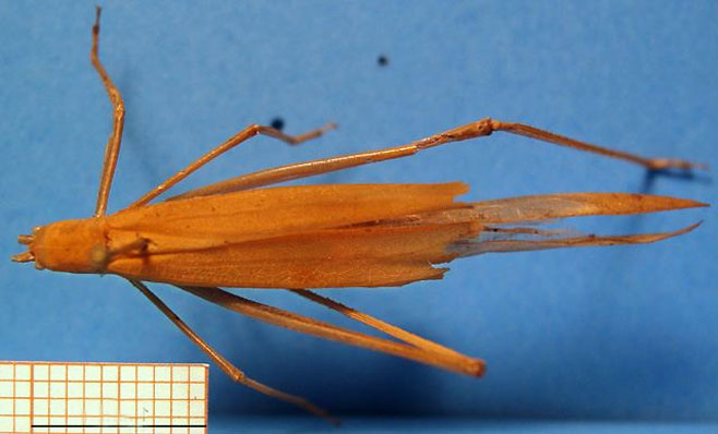 Phaneroptera gracilis 