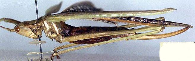 Clonia caudata 