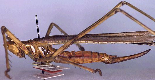 Clonia saussurei 