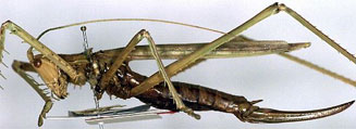 Clonia uvarovi 