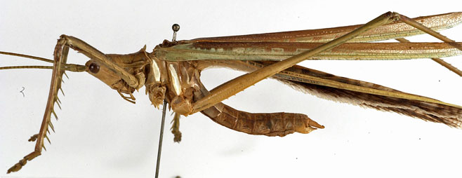 Clonia wahlbergi