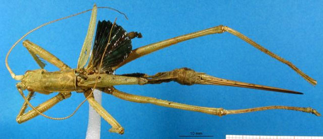 Clonia assimilis 