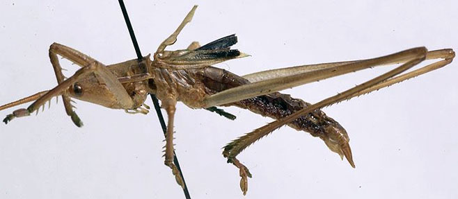 Clonia charpentieri 