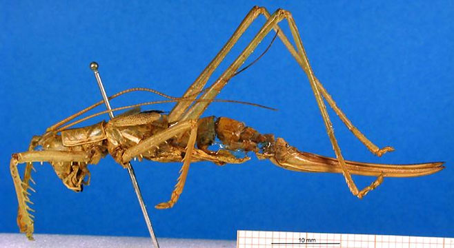 Clonia ignota 