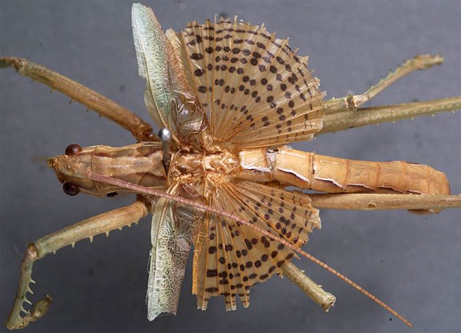 Clonia tessellata 