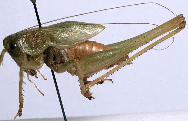 Thoracistus viridicrus 