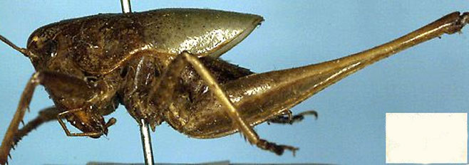 Thoracistus viridifer