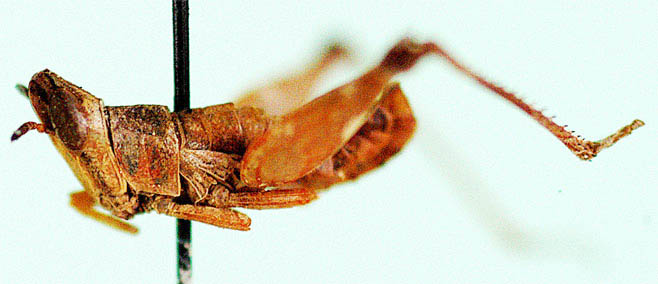 Whitea alticeps 
