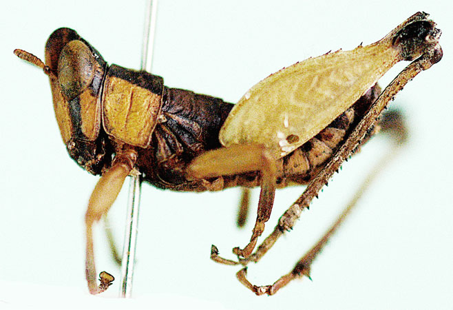 Whitea crassipes 