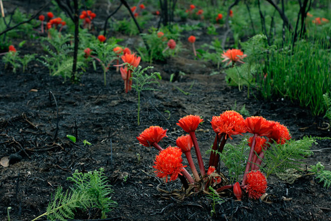 Haemanthus&nbsp;canaliculatus