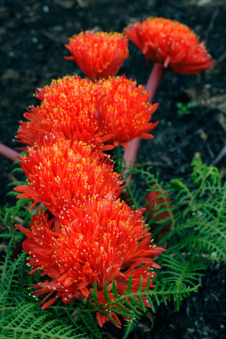Haemanthus&nbsp;canaliculatus