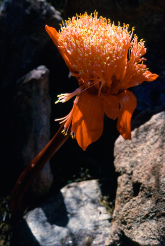 Haemanthus&nbsp;namaquensis