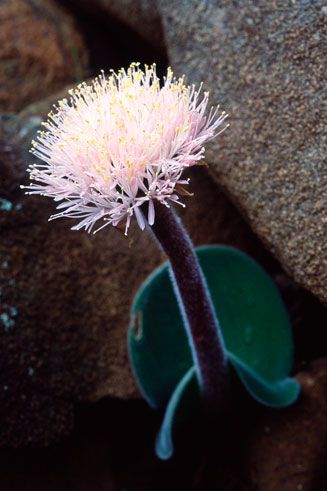 Haemanthus humilis (Rabbit's Ears)