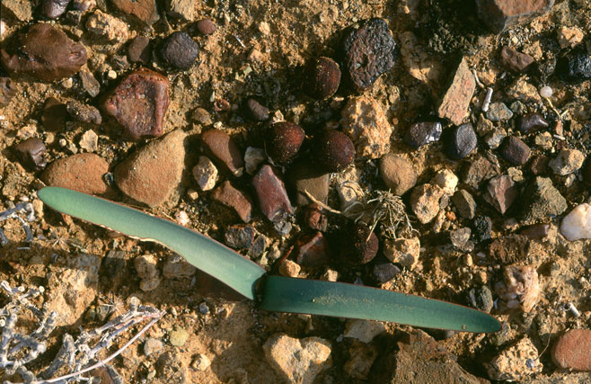 Haemanthus&nbsp;tristis