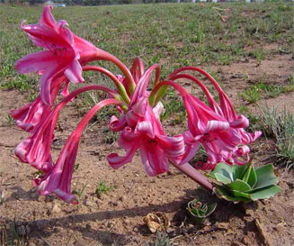 Crinum graminicola (Grass crinum, Grass vlei lily)