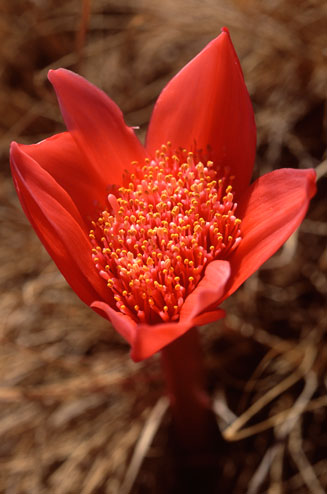 Haemanthus pubescens