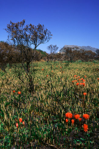 Haemanthus&nbsp;canaliculatus