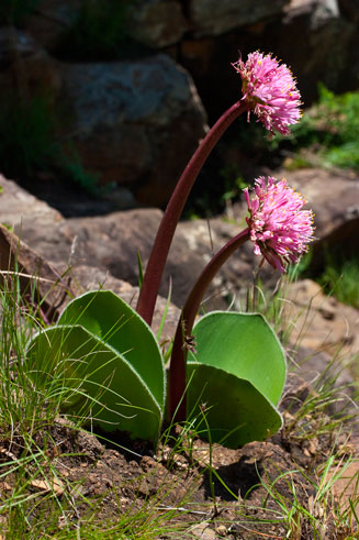 Haemanthus humilis (Rabbit's Ears)