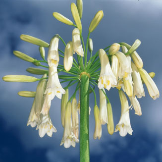 Agapanthus inapertus