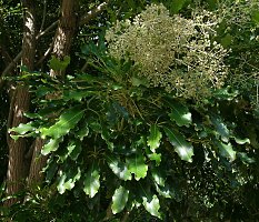 Schefflera_umbellifera