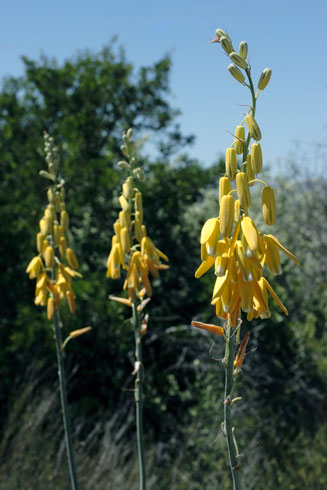 Albuca clanwilliamaegloria