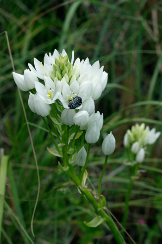 Ornithogalum conicum
