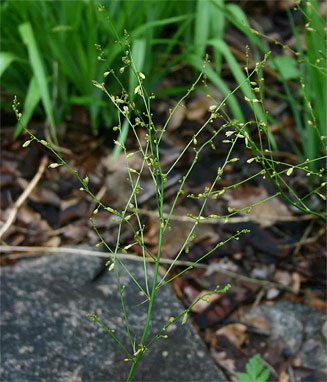 Chlorophytum&nbsp;polystachyum