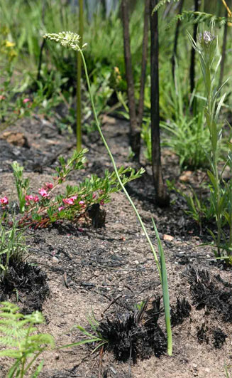 Ornithogalum tenuifolium