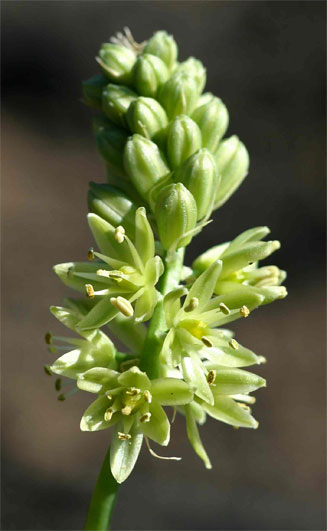 Ornithogalum tenuifolium