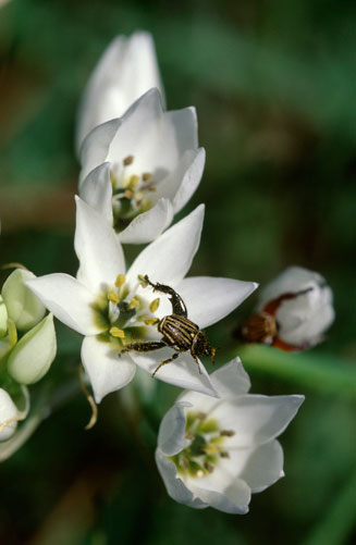 Ornithogalum thyrsoides
