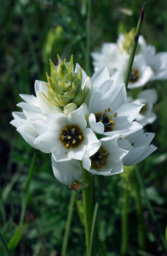 Ornithogalum thyrsoides