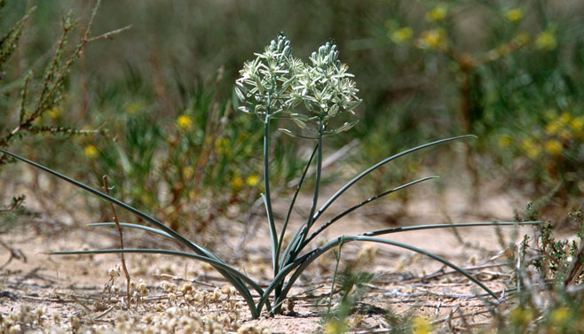 Albuca seineri