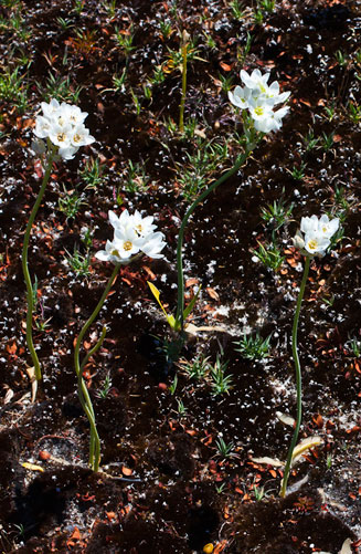 Ornithogalum dubium