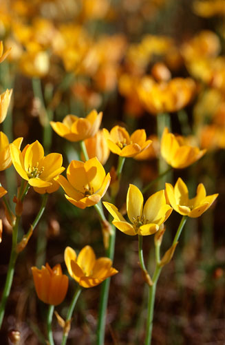Ornithogalum dubium