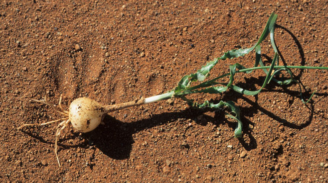Dipcadi ciliare 