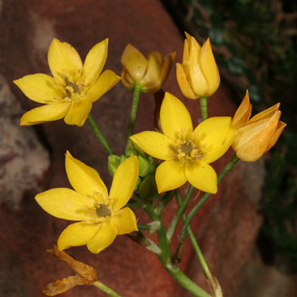 Ornithogalum subcoriaceum