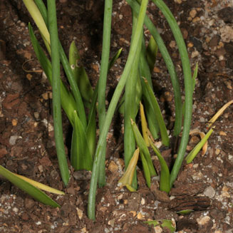 Ornithogalum subcoriaceum