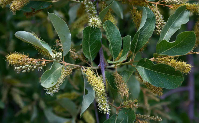 Combretum imberbe (Leadwood)