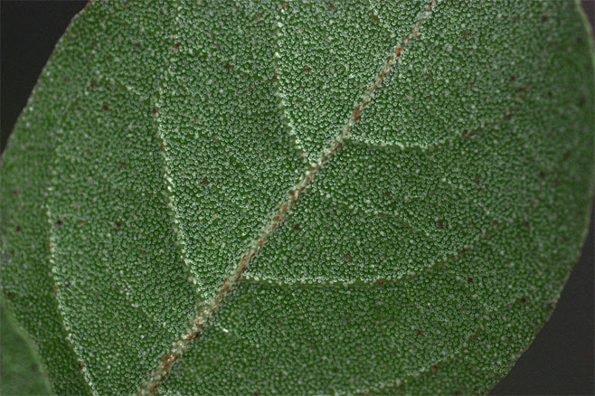 Combretum imberbe (Leadwood)