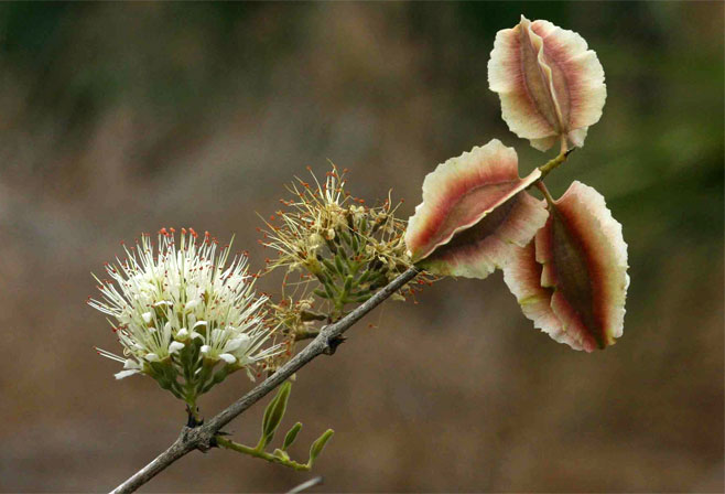Combretum mossambicense (Knobbly climbing bushwillow, Knobbly creeper, Shaving-brush combretum)