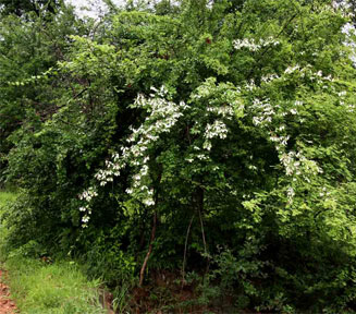 Combretum obovatum (Spiny white-leaved combretum)