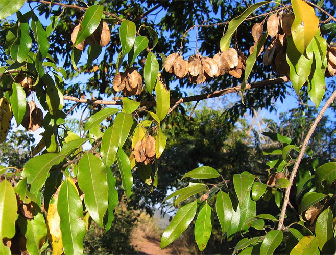 Pteleolepis myrtifolia