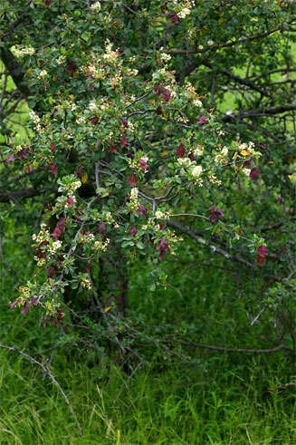 Terminalia&nbsp;prunioides 