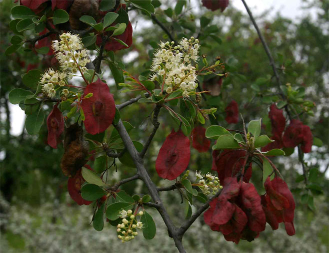 Terminalia&nbsp;prunioides 