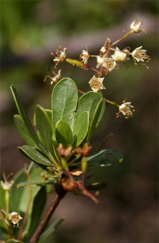 Terminalia&nbsp;randii 