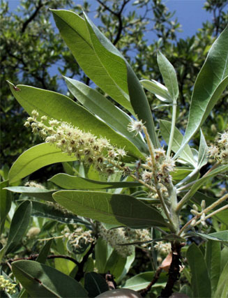 Terminalia&nbsp;sericea (Silver cluster-leaf)
