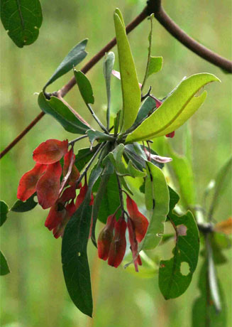 Terminalia&nbsp;sericea (Silver cluster-leaf)
