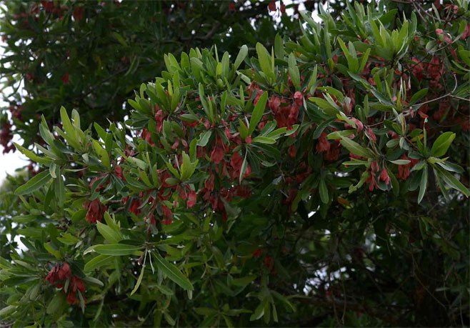 Terminalia&nbsp;sericea (Silver cluster-leaf)